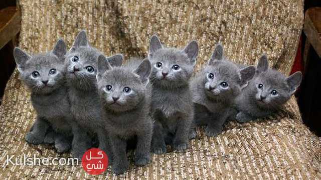 Blue Russian kittens for sale - Image 1