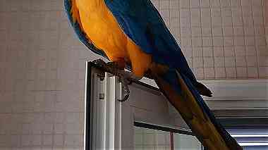 Gorgeous Blue and Gold macaw available