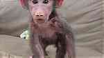 Top class baboon monkeys  for sale - صورة 1
