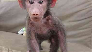 Top class baboon monkeys  for sale
