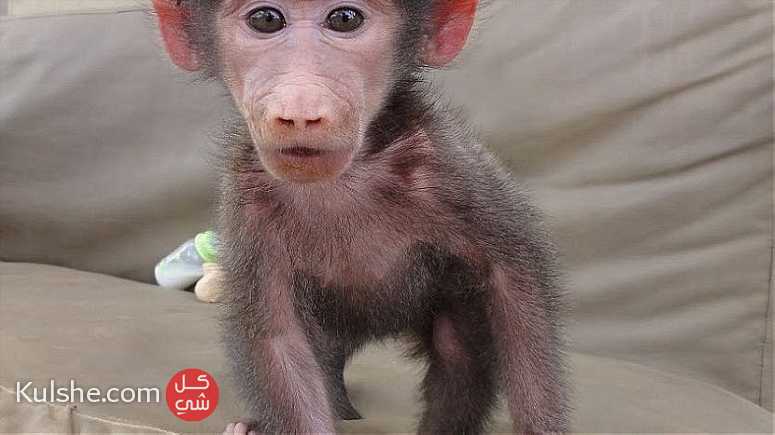 Top class baboon monkeys  for sale - صورة 1