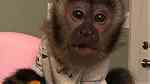 white face trained Capuchin Monkeys - صورة 2