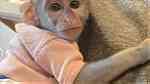 white face trained Capuchin Monkeys - صورة 3