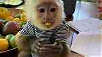 Attractive Capuchin  monkeys  for sale - صورة 1
