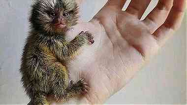 Hands type  marmoset Monkey for sale