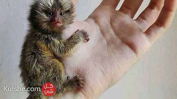 Hands type  marmoset Monkey for sale - Image 1