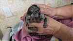 Hands type  marmoset Monkey for sale - صورة 2