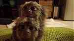 Hands type  marmoset Monkey for sale - Image 3