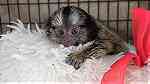 Hands type  marmoset Monkey for sale - Image 4