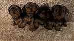4 little  yorkie  puppies  for sale - صورة 2