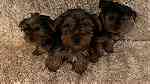 4 little  yorkie  puppies  for sale - صورة 3