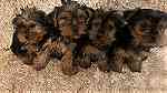4 little  yorkie  puppies  for sale - صورة 4