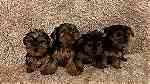 4 little  yorkie  puppies  for sale - Image 1