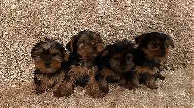 4 little  yorkie  puppies  for sale