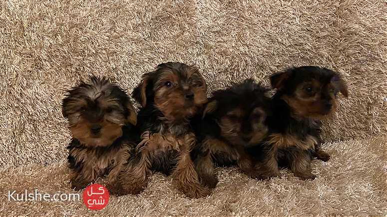 4 little  yorkie  puppies  for sale - Image 1