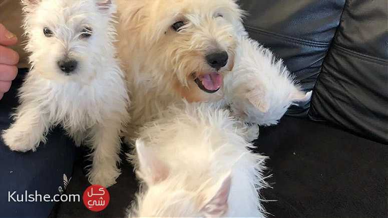 Lovely  Westie puppies  for sale - Image 1