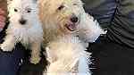 Lovely  Westie puppies  for sale - صورة 1