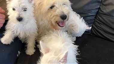 Lovely  Westie puppies  for sale