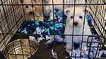 Lovely  Westie puppies  for sale - صورة 4