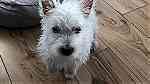 Lovely  Westie puppies  for sale - صورة 3