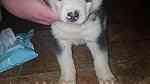 Black and  white Siberian Husky puppies  for sale - صورة 1