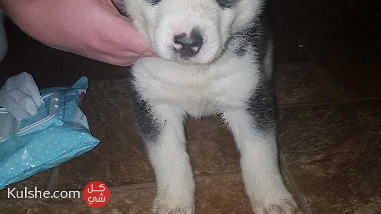 Black and  white Siberian Husky puppies  for sale - صورة 1