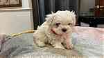 Teacup Maltese Puppies  for sale - صورة 1