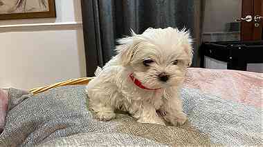 Teacup Maltese Puppies  for sale