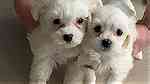 Teacup Maltese Puppies  for sale - صورة 4