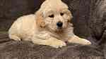 Cream Golden Retriever  puppies  for Sale - صورة 1