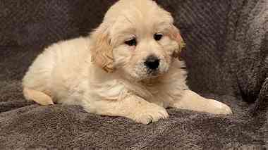 Cream Golden Retriever  puppies  for Sale