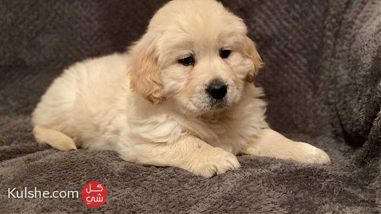 Cream Golden Retriever  puppies  for Sale - Image 1