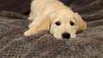 Cream Golden Retriever  puppies  for Sale - Image 3