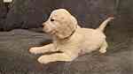Cream Golden Retriever  puppies  for Sale - صورة 4