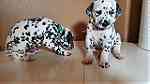 male and Female  Dalmatian Puppies.for Sale - صورة 1