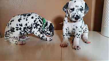 male and Female  Dalmatian Puppies.for Sale