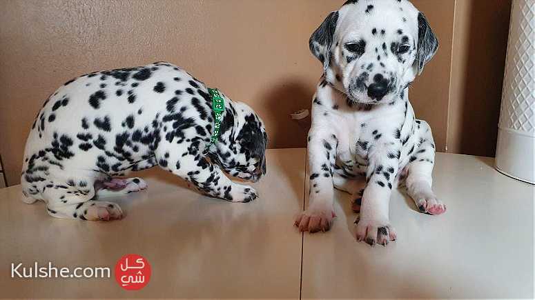 male and Female  Dalmatian Puppies.for Sale - صورة 1