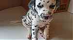 male and Female  Dalmatian Puppies.for Sale - صورة 4