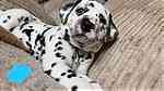 male and Female  Dalmatian Puppies.for Sale - صورة 2