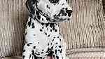 male and Female  Dalmatian Puppies.for Sale - صورة 3
