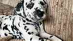 male and Female  Dalmatian Puppies.for Sale - صورة 5