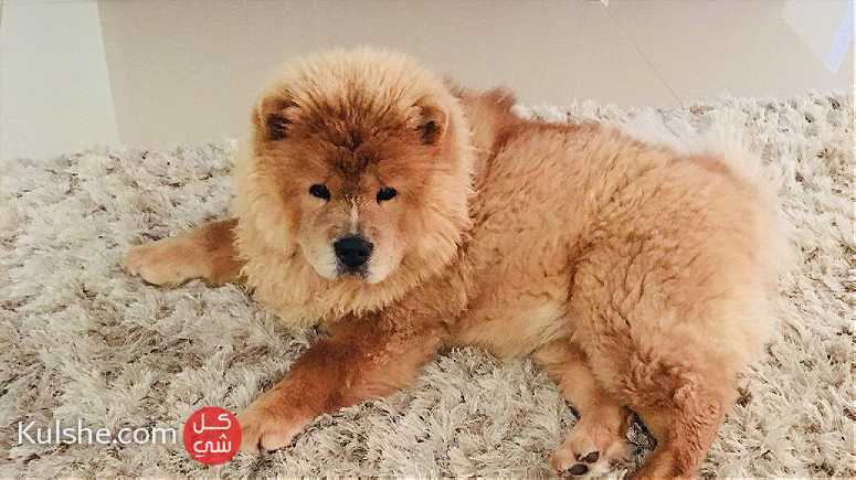 Adorable Chow chow  Puppies for sale - صورة 1