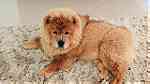 Adorable Chow chow  Puppies for sale - Image 1