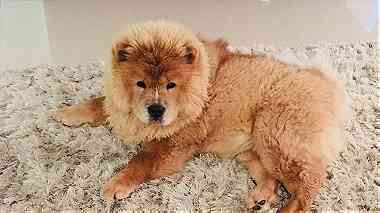 Adorable Chow chow  Puppies for sale