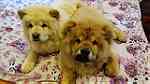 Adorable Chow chow  Puppies for sale - صورة 2