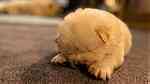 Adorable Chow chow  Puppies for sale - صورة 3