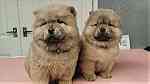Adorable Chow chow  Puppies for sale - Image 4