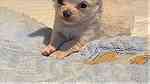 beautiful chihuahua Puppies.for Sale - صورة 1