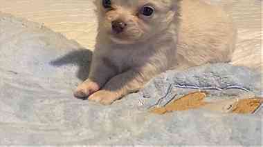 beautiful chihuahua Puppies.for Sale