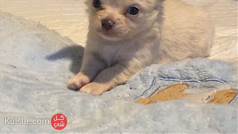 beautiful chihuahua Puppies.for Sale - صورة 1